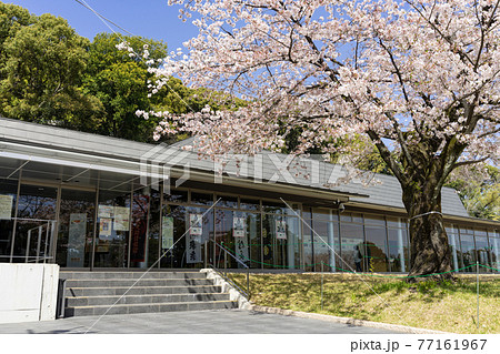 小牧山城史跡情報館 「れきしるこまき」と桜 小牧山城史跡情報館 「れきしるこまき」と桜 77161967