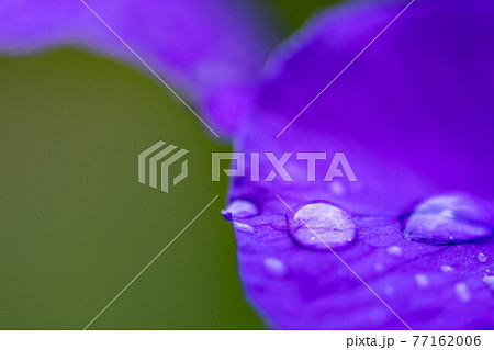 庭の花菖蒲 庭の花菖蒲 77162006