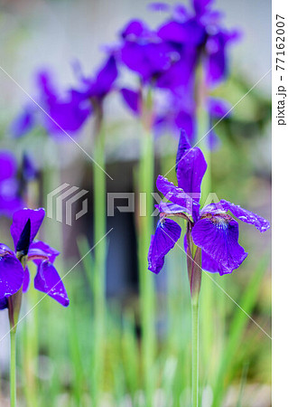 庭の花菖蒲 庭の花菖蒲 77162007