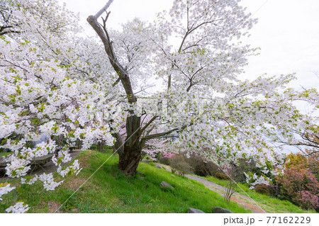 世界が認めた桜の名所　紫雲出山 77162229