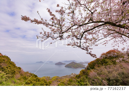 世界が認めた桜の名所　紫雲出山 77162237