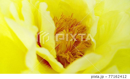 雌しべと雄しべにクローズアップした黄色の牡丹の花 雌しべと雄しべにクローズアップした黄色の牡丹の花 77162412