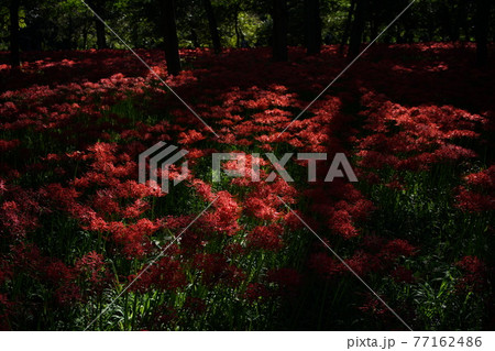 彼岸花 77162486