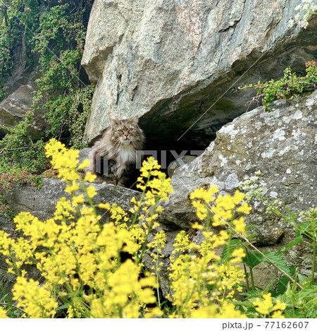 岩の陰に隠れるベルゲンのにゃんこ 岩の陰に隠れるベルゲンのにゃんこ 77162607