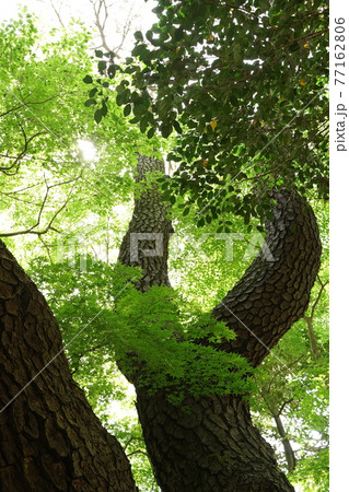 黒松、クロマツ、くろまつの大きな木と緑が美しい4月の春の公園 77162806