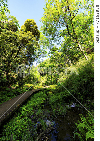 新緑眩しい湘南三浦半島の神奈川県三浦市首都圏の秘境の小網代の森の春 77162958