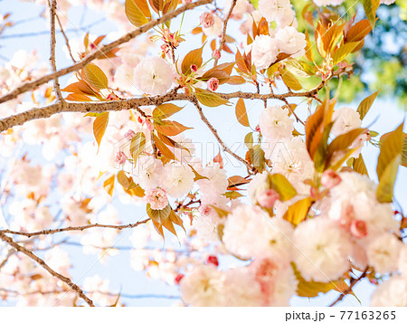春の霞ヶ浦周辺の美しい風景　満開の八重桜 77163265