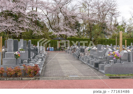 サクラと霊園の墓石 サクラと霊園の墓石 77163486