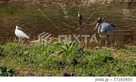 アオサギ 鳥 アヒル 77163605
