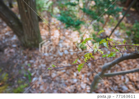 ウリカエデの芽吹き ウリカエデの芽吹き 77163611
