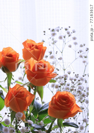 オレンジ色のミニバラの写真素材