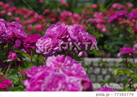 薔薇園に赤紫色のバラの花が咲いています。このバラの名前はフィネスです。 77163779