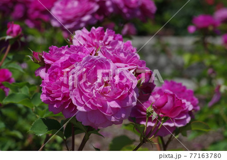 薔薇園に赤紫色のバラの花が咲いています。このバラの名前はフィネスです。 77163780