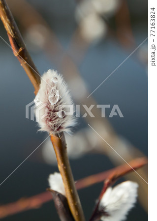 Pussy willow branches on river water background Pussy willow branches on river water background 77163824