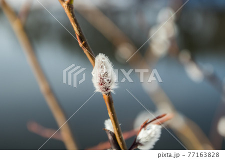 Pussy willow branches on river water background Pussy willow branches on river water background 77163828