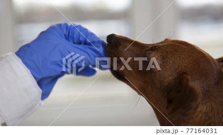 Portrait. A dog's face and a veterinarian's hand in a medical glove. Portrait. A dog's face and a veterinarian's hand in a medical glove. 77164031