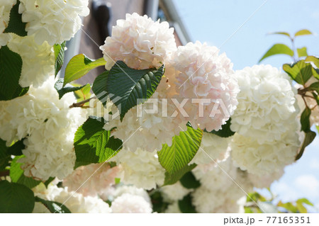 青空に映えるオオデマリ 77165351