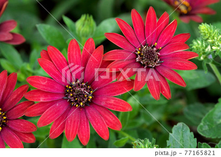 オステオスペルマム　赤 77165821