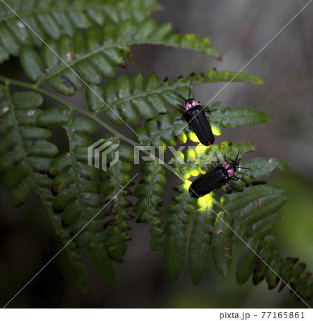 【夏イメージ】ホタルの光 77165861
