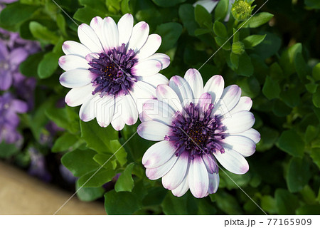 オステオスペルマム　白 77165909