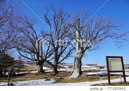 三本ナラの木・芦別市新城町 三本ナラの木・芦別市新城町 77165942