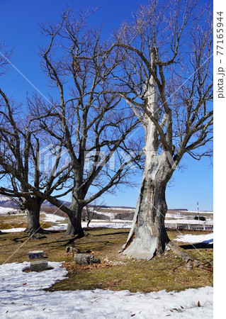 三本ナラの木・芦別市新城町 77165944