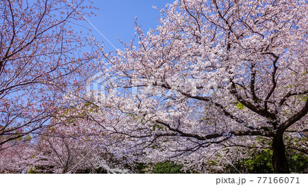 西郷従道邸跡付近に造られた西郷山公園(目黒区青葉台、菅刈公園と隣接） 77166071