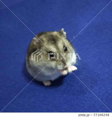 ハムスター（ブルーバック） 77166248