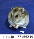 ハムスター（ブルーバック） 77166249