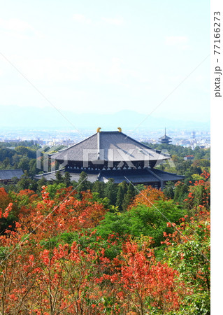 奈良奥山ドライブウェイから望む紅葉の大仏殿と奈良市街眺望の写真素材