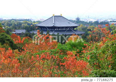 奈良奥山ドライブウェイから望む紅葉の大仏殿と奈良市街眺望 奈良奥山ドライブウェイから望む紅葉の大仏殿と奈良市街眺望 77166275