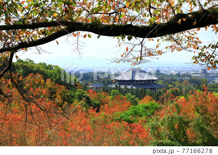 奈良奥山ドライブウェイから望む紅葉の大仏殿と奈良市街眺望 77166278