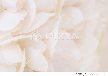 Closeup of peach hydrangea flowers 77166305