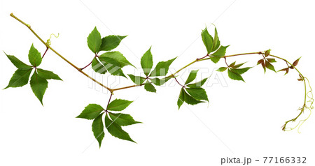 Parthenocissus twig with green leaves isolated on white 77166332