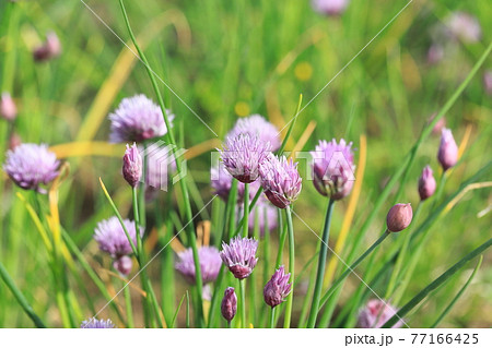 薄紫色のチャイブの花 薄紫色のチャイブの花 77166425