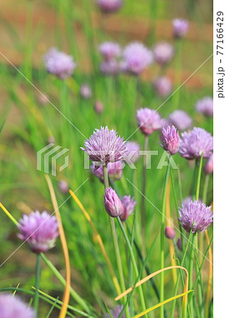 薄紫色のチャイブの花の写真素材