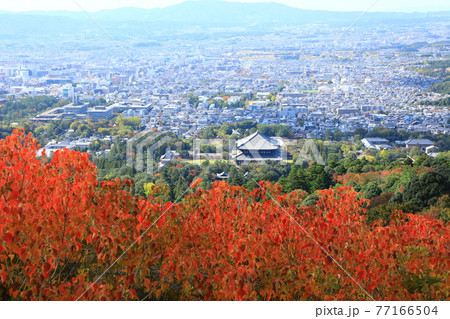 紅葉の若草山山頂から望む大仏殿と奈良市街地風景 紅葉の若草山山頂から望む大仏殿と奈良市街地風景 77166504