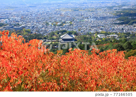 紅葉の若草山山頂から望む大仏殿と奈良市街地風景 紅葉の若草山山頂から望む大仏殿と奈良市街地風景 77166505