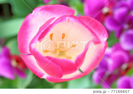 真上から見たチューリップ 77166607