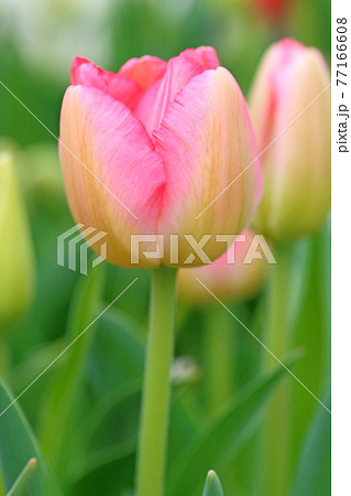 花壇のチューリップ 77166608