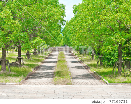 国際会館駅前・常緑の並木道 国際会館駅前・常緑の並木道 77166731