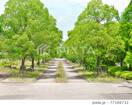国際会館駅前・常緑の並木道 国際会館駅前・常緑の並木道 77166732