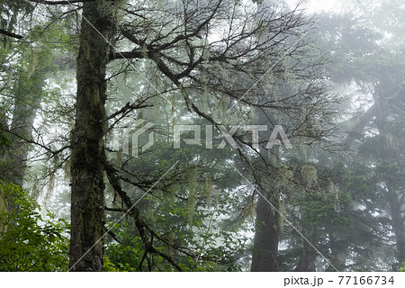 深山幽谷　霧の中のサルオガセ 77166734