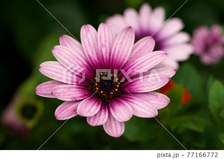 オステオスペルマム　ピンク 77166772