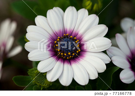 オステオスペルマム　白 77166778