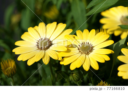 オステオスペルマム 黄色 オステオスペルマム 黄色 77166810