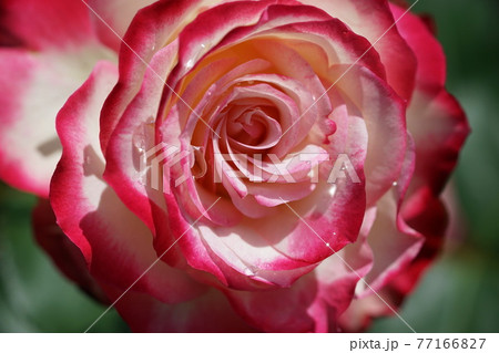 ツートンカラーのバラ 1 77166827