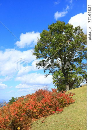 紅葉の若草山山頂から望む奈良市街地風景 紅葉の若草山山頂から望む奈良市街地風景 77166884