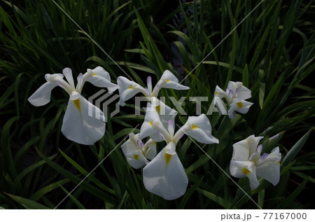 花菖蒲 白 花菖蒲 白 77167000