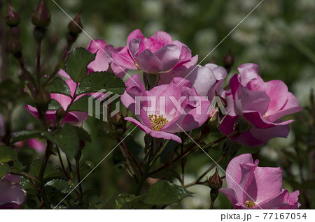 薔薇園にピンク色の薔薇の花が咲いています。このバラの名前はビンゴ・メイディランドです。 薔薇園にピンク色の薔薇の花が咲いています。このバラの名前はビンゴ・メイディランドです。 77167054